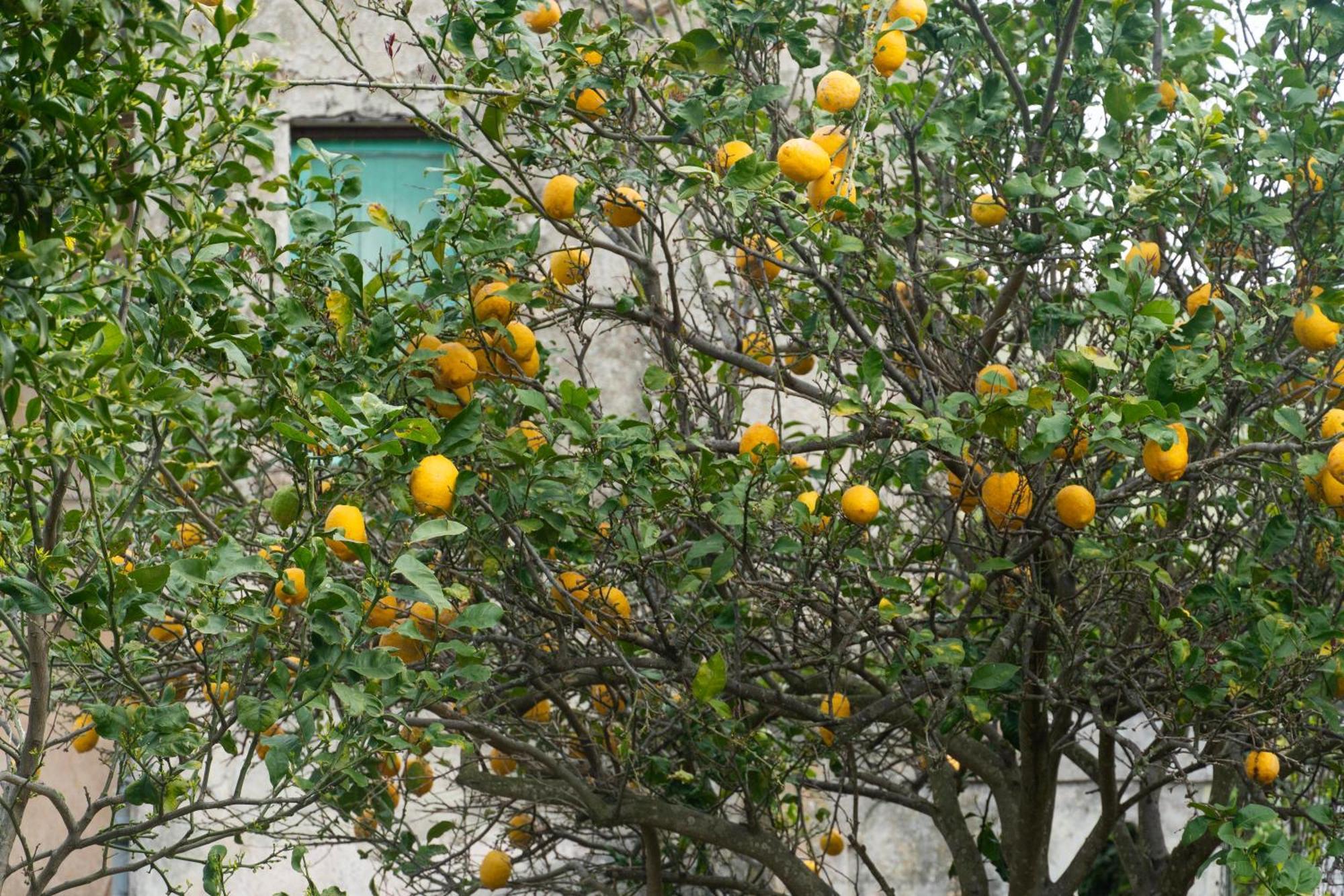 Ferienwohnung La Terrazza Sul Giardino Procida Exterior foto
